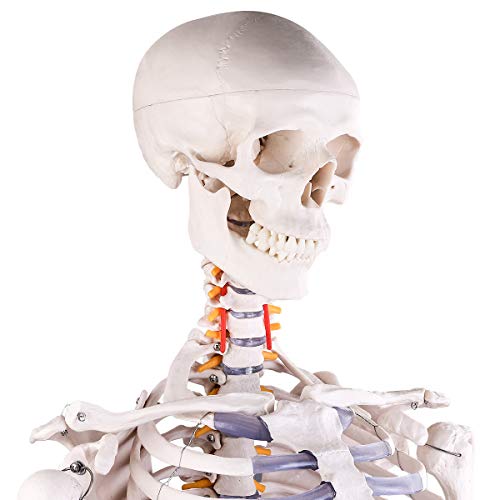 Модел на човешкия Скелет за медицински изследвания, Медицински Анатомический Скелет размер на 70,8 инча в пълен